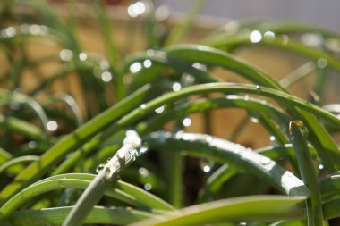 Bulanık arka plan ile yeşil çim damla