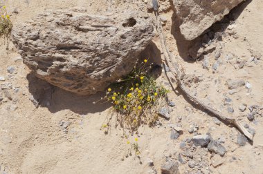 Yabani papatya çiçeği