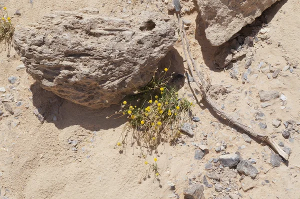 Yabani papatya çiçeği