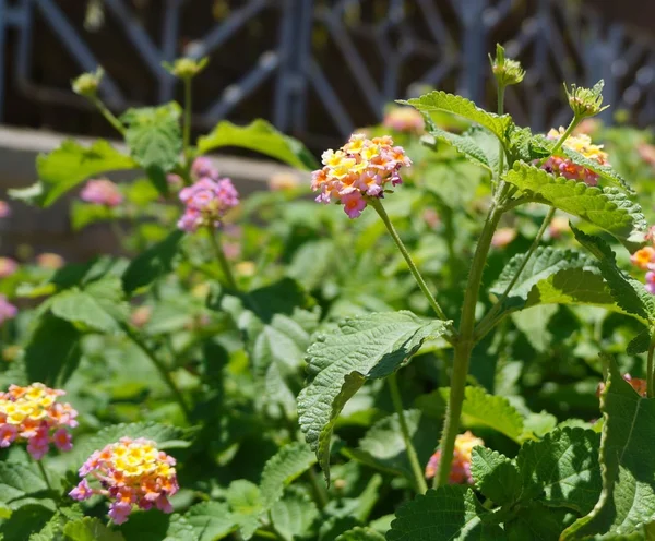 Lantana camara květ — Stock fotografie