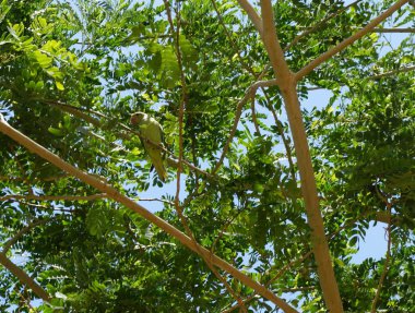 Psittacula Crameri muhabbet kuşu