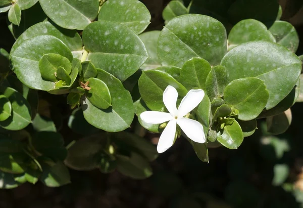 Carissa Grandiflora květiny — Stock fotografie