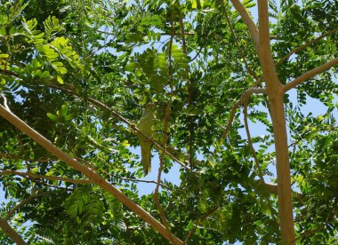 Psittacula Crameri muhabbet kuşu