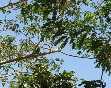 Psittacula Crameri muhabbet kuşu