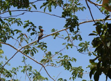 İbibik akasya ağacı üzerinde