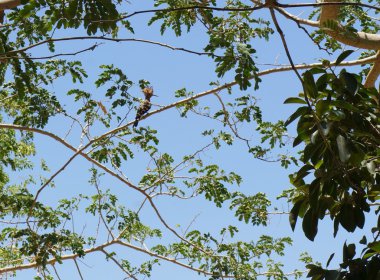 İbibik akasya ağacı üzerinde