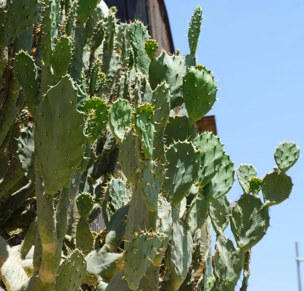 Opuntia robusta cactus — Stock Fotó