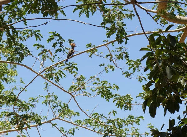 İbibik akasya ağacı üzerinde