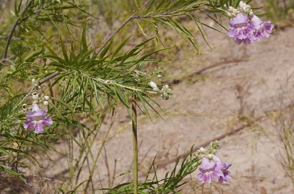 Desert willow (ökentrumpet linearis) blossom — Stockfoto