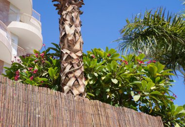 subtropikal flora ve balkon