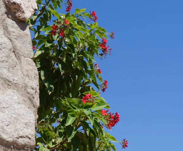 Pedra pedra e árvore — Fotografia de Stock