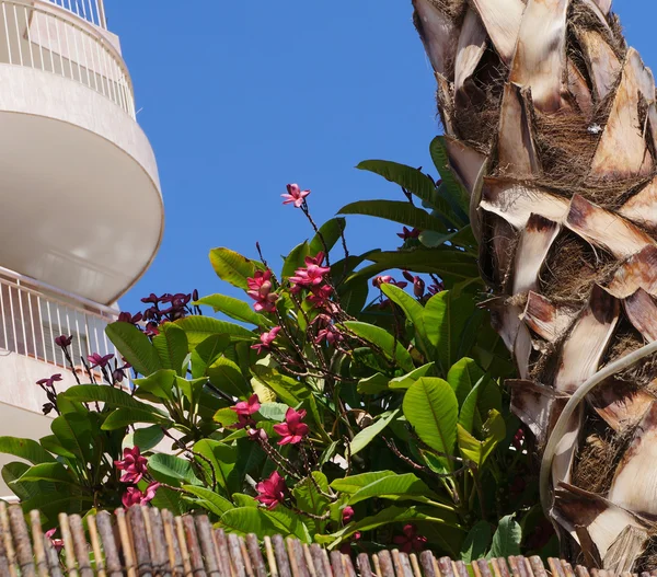 Subtropische flora en balkon — Stockfoto