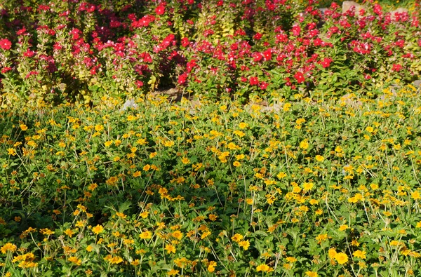 Cama de flores com flores exuberantes — Fotografia de Stock