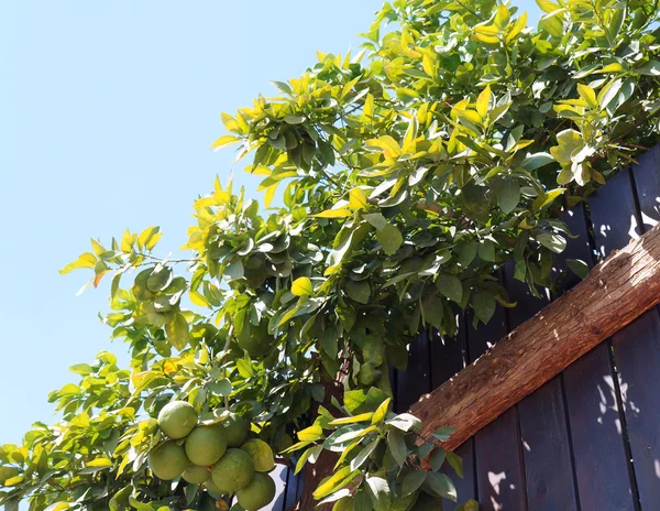 Toranjas verdes e cerca Fotografia De Stock