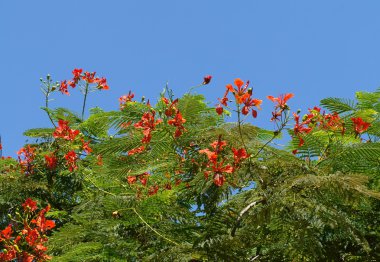 Delonix regia çiçeği