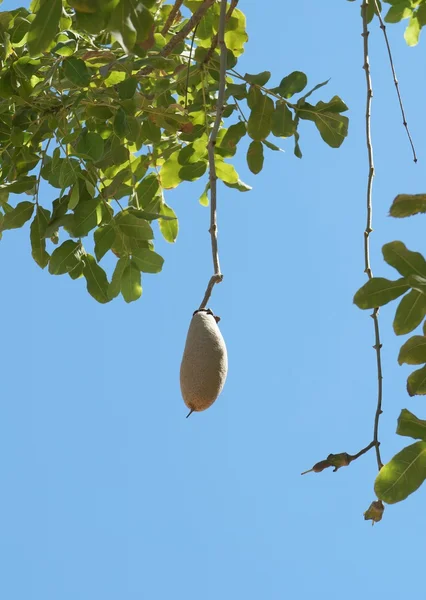 Kigelia africana (salsiccia-albero) frutta — Foto Stock