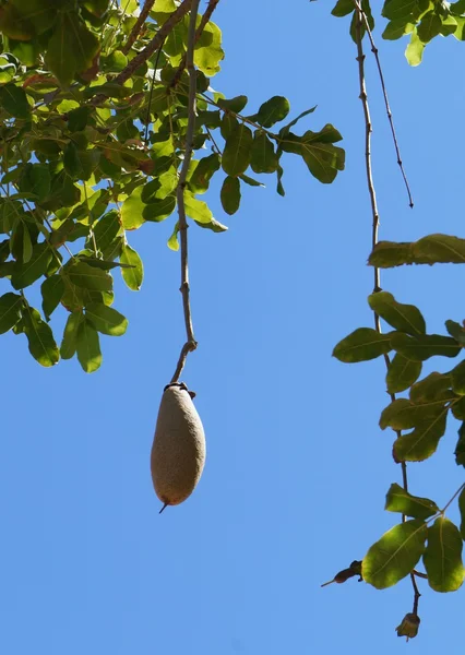 Kigelia africana (salsiccia-albero) frutta — Foto Stock