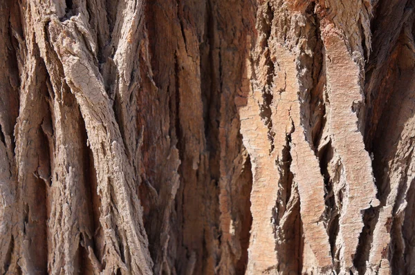 Textura da árvore de Tamarix — Fotografia de Stock