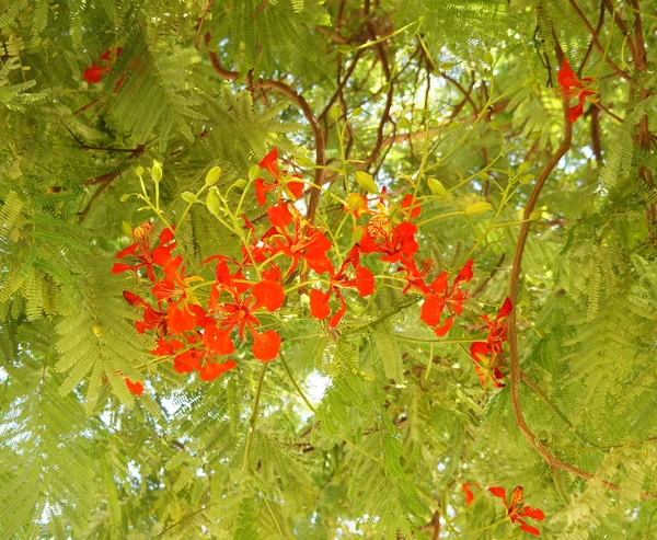 Delonix regia bloesem — Stockfoto