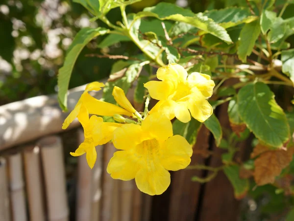 Tecoma stans blossom — Stockfoto