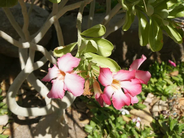 Fiore di adenio obesum — Foto Stock