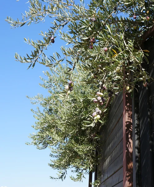 Zeytin ağacı ve bir çit dalı — Stok fotoğraf