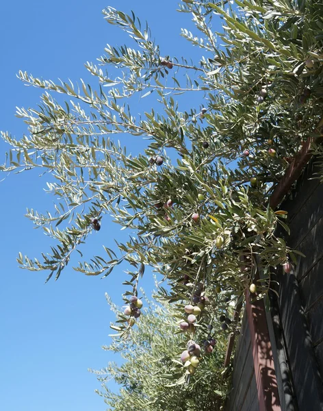 Zeytin ağacı ve bir çit dalı — Stok fotoğraf