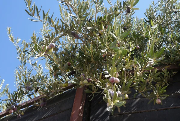 Zeytin ağacı ve bir çit dalı — Stok fotoğraf