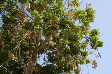 meyve kigela africana