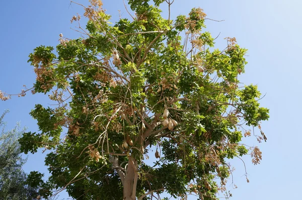 Frutos de Kigela Africana —  Fotos de Stock