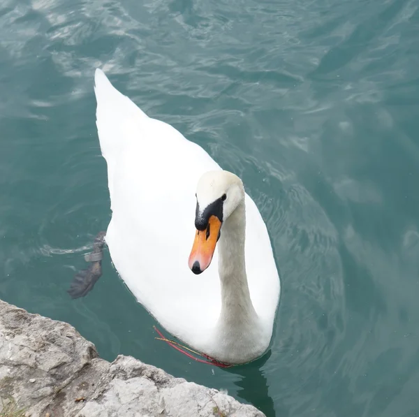 Weißer Schwan — Stockfoto