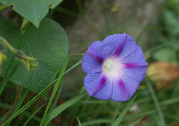 Morning glory  flower — Stock Photo, Image