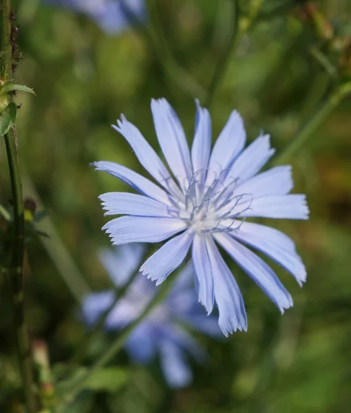 Цикорій квітка — стокове фото