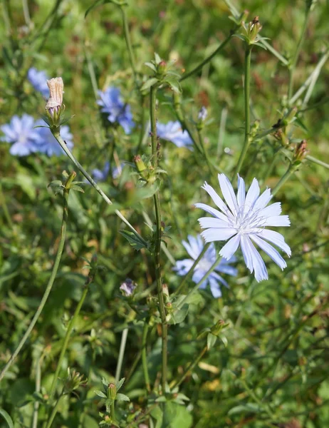 チコリの花 — ストック写真