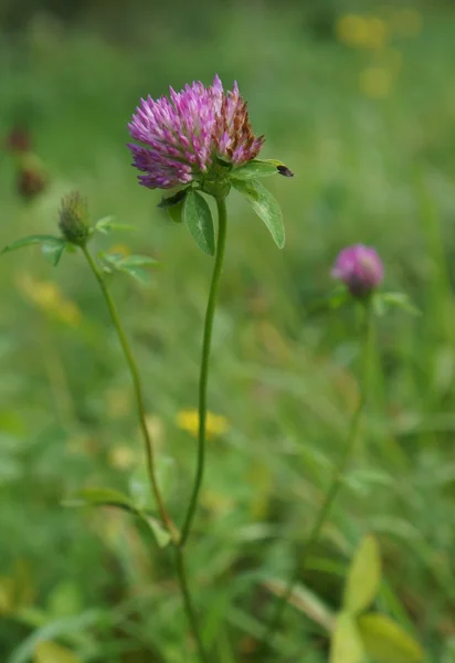 Rode klaverbloem — Stockfoto