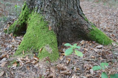 büyük kökleri ile eski ağaç