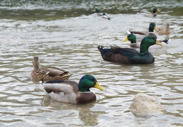 Wildenten — Stockfoto