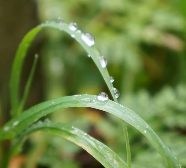 Herbe avec rosée — Photo