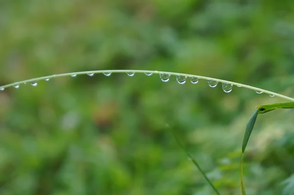 Gras mit Tau — Stockfoto