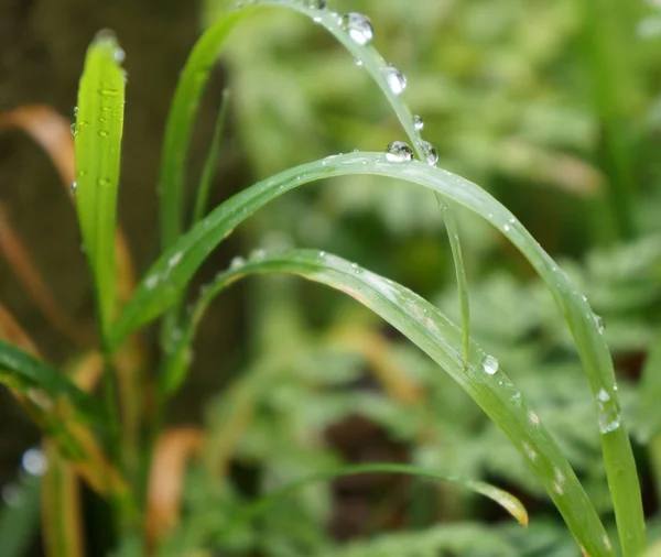 Gras mit Tau — Stockfoto