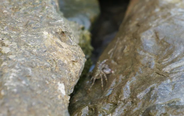 Natte stenen en krab, selectieve aandacht — Stockfoto