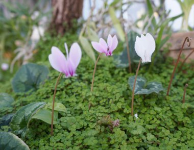 Wild cyclamens