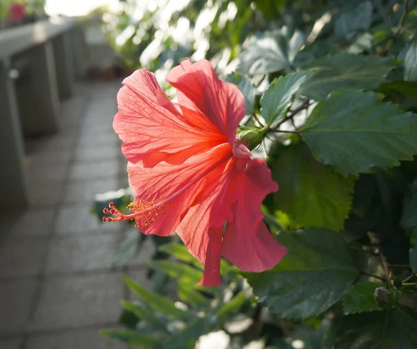 Red hibiscus blossom — Stock Photo, Image