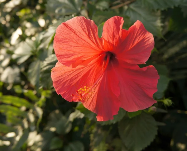 Flor de hibisco vermelho — Fotografia de Stock