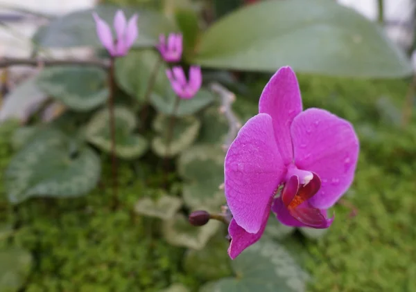 Orquídea púrpura — Foto de Stock