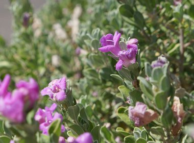 Eremophila nivea bloom clipart