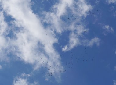 Mavi gökyüzündeki kuş sürüsü