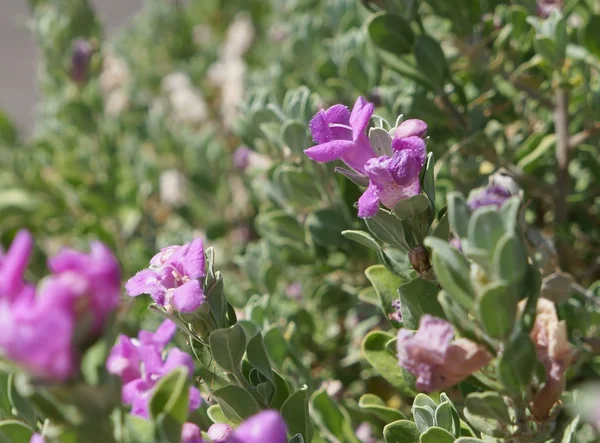 Eremophila nivea blühen — Stockfoto