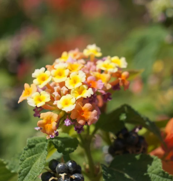 Lantana camara flor — Fotografia de Stock