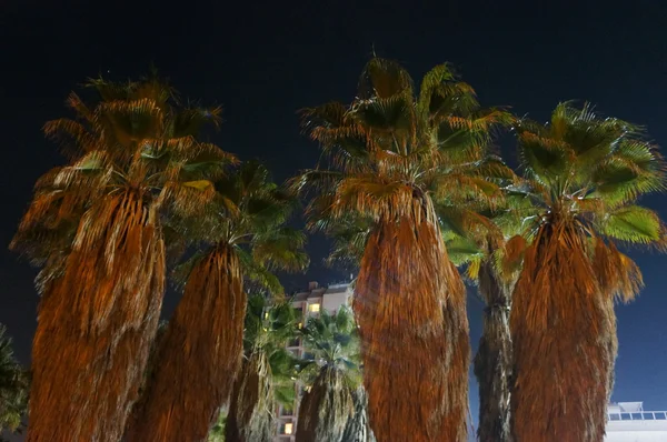 Palm trees out of focus effect — Stock Photo, Image